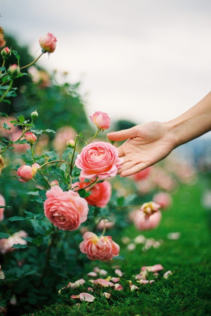roses growing in a garden with a hand reaching out to touch one
